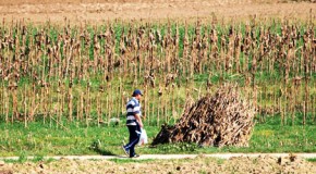 U ponedjeljak počinje isplata drugog dijela saniranja šteta od prirodne nepogodne – grada u općini Široki Brijeg