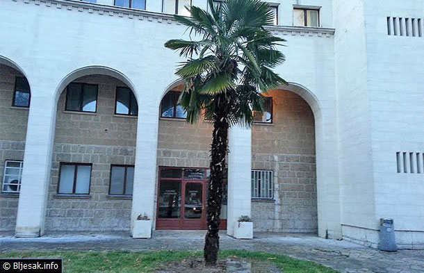 palma_kosaca