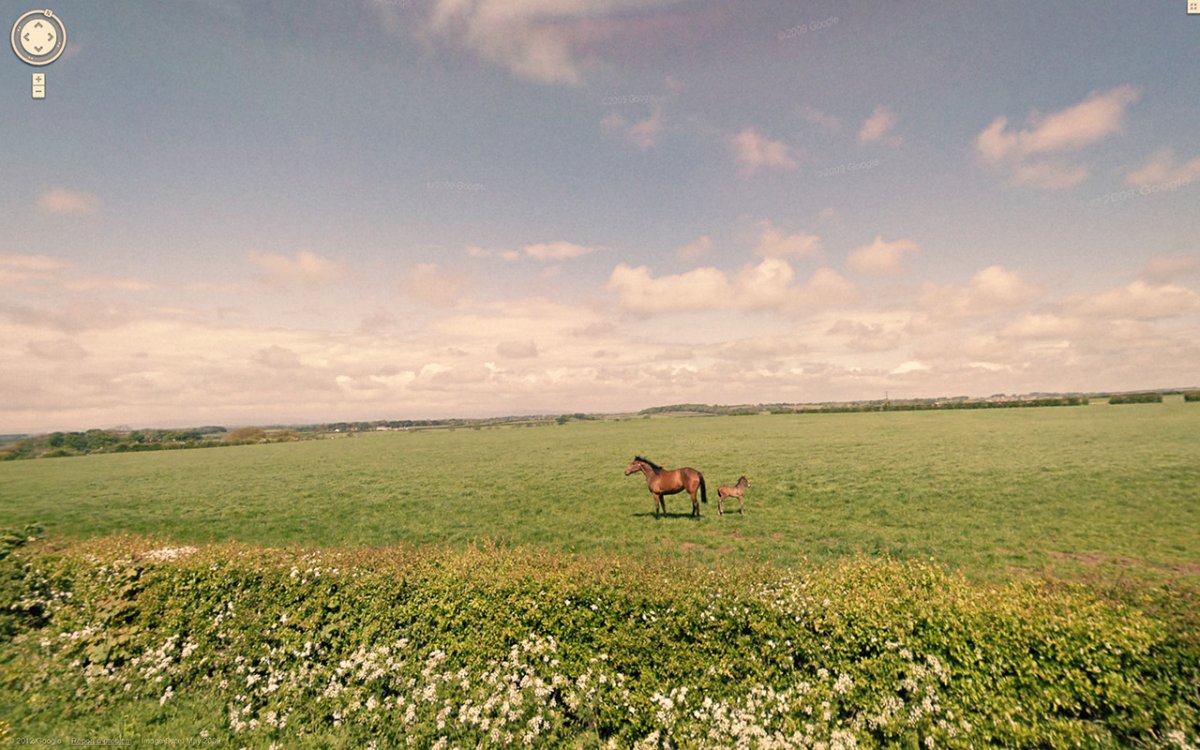 horses