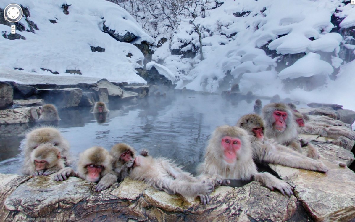 monkeys