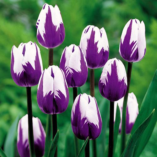 tulipan