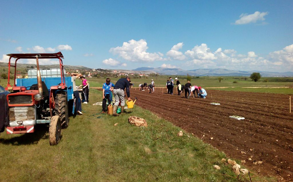 Tomislavgrad U Bukovici posađeno 7.000 sadnica smilja Jabuka.tv