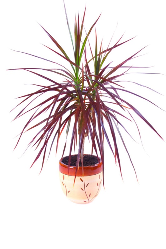 dracena maringata