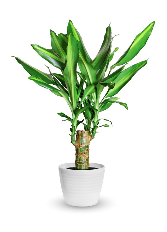 dracena steudneri