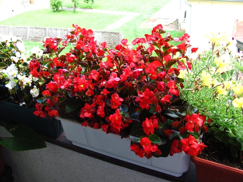 Zahvalno cvijeće: 5 nezahtjevnih balkonskih krasotica koje svima uspijevaju  – Jabuka.tv