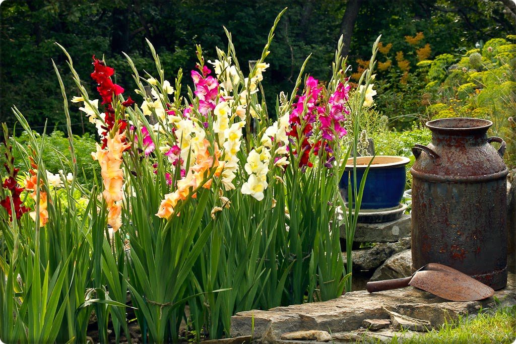 Gladiola kao ukrasna biljka: Savjeti za uzgoj gladiole.