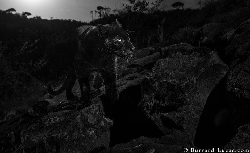 crne djevojke maca fotografije