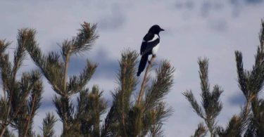 Livanjski konji uživaju u sniježnoj idili na Borovoj glavi