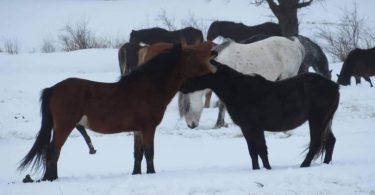 Livanjski konji uživaju u sniježnoj idili na Borovoj glavi