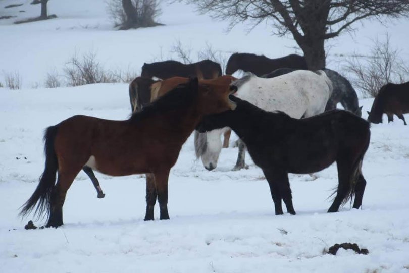 Livanjski konji uživaju u sniježnoj idili na Borovoj glavi