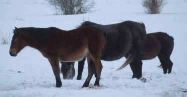 Livanjski konji uživaju u sniježnoj idili na Borovoj glavi