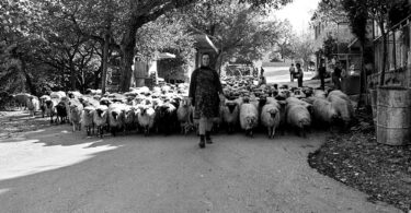 Makadamski put i blokirani promet: Brotnjaci kroz Široki Brijeg tjerali stada s planine Makadamski put i blokirani promet: Brotnjaci kroz Široki Brijeg tjerali stada s planine