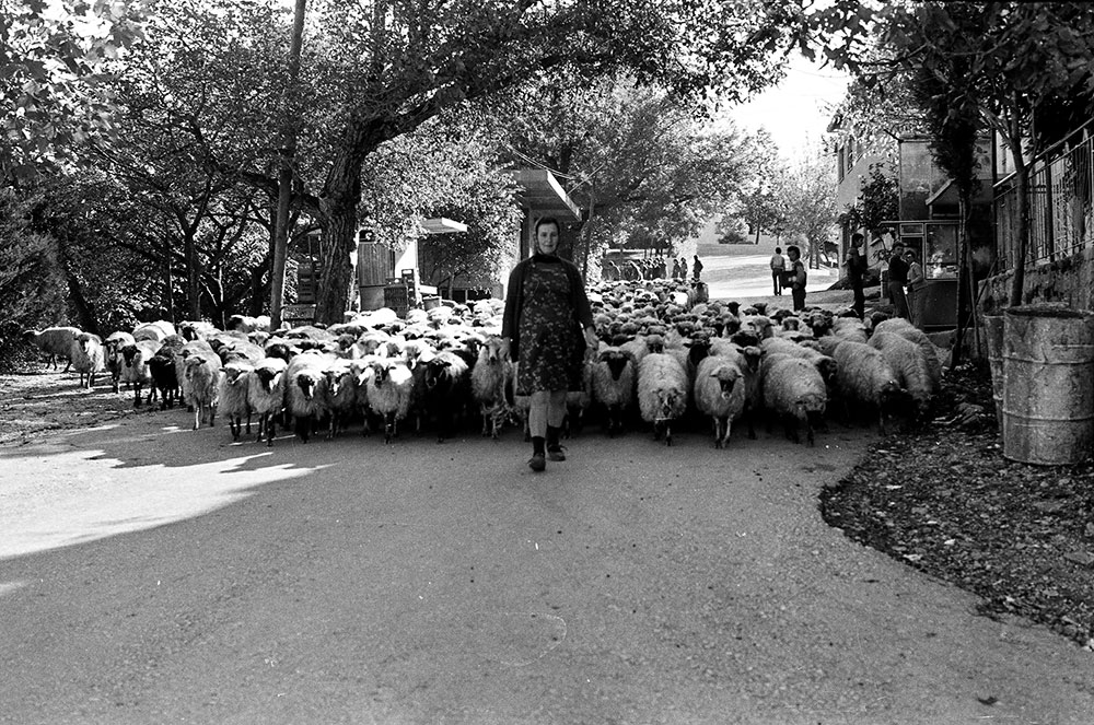 Makadamski put i blokirani promet: Brotnjaci kroz Široki Brijeg tjerali stada s planine