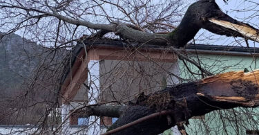 Ljubuški: Stablo se srušilo na objekt Islamske zajednice Ljubuški: Stablo se srušilo na objekt Islamske zajednice