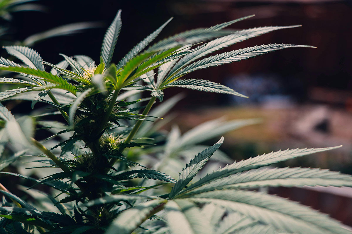 Žena optužena da je u dvjema kućama uzgajala 663 stabljike cannabisa Žena optužena da je u dvjema kućama uzgajala 663 stabljike cannabisa